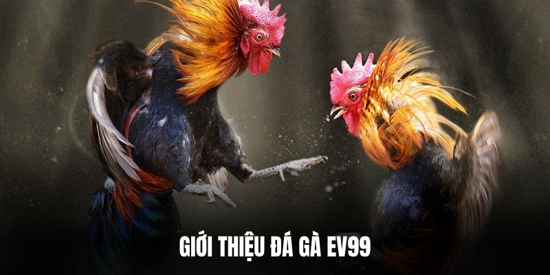 Giới thiệu đá gà EV99.